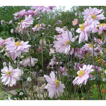 Anemone hybrida'Mont Rose'