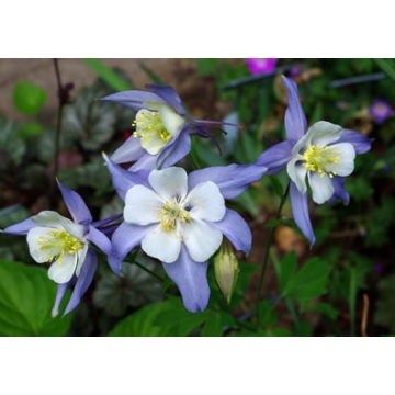 Aquilegia caerulea