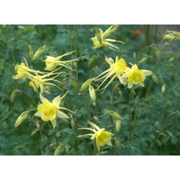 Aquilegia chrysantha'Yellow Queen'