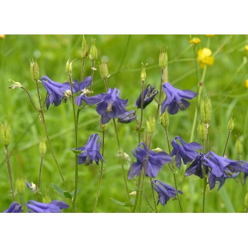 Aquilegia vulgaris