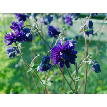 Aquilegia vulgaris'Blue Barlow'