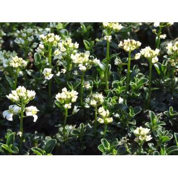 Arabis ferdinandi-coburgii'Variegata'