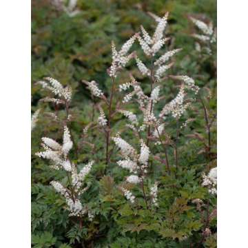 Aruncus aerthusifolius'Bronze'