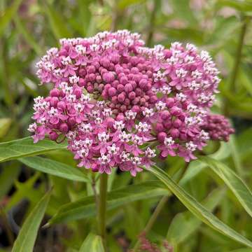 Asclepias incarnata'Soulmate'