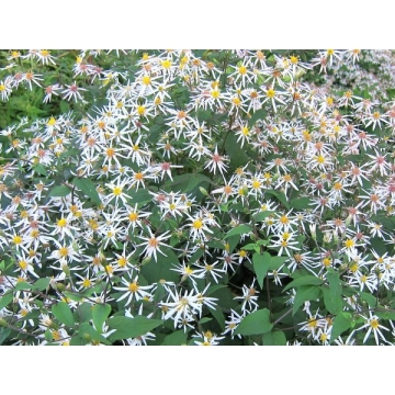 Aster divaricatus'Beth Chatto