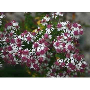 Aster lateriflorus'Prince'