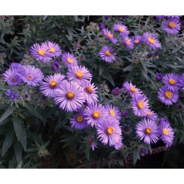 Aster novea-angliae'Purple Dome'