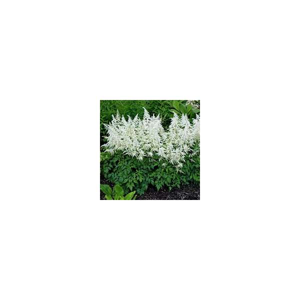 Astilbe japonica'Deutschland'