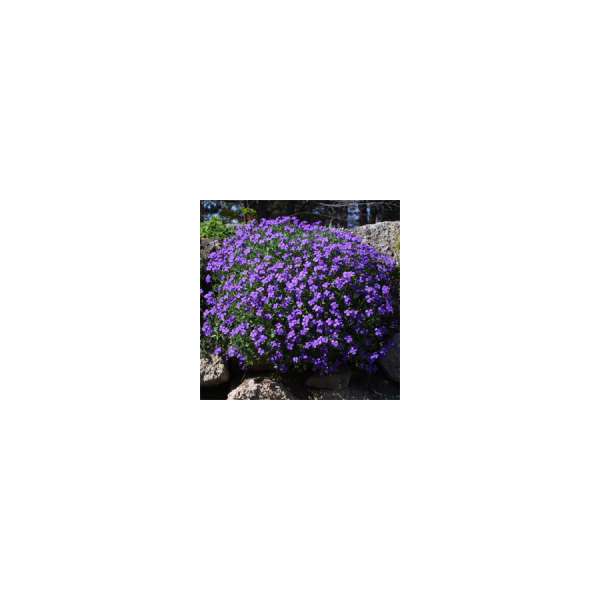 Aubrieta'Hamburger Stadspark'