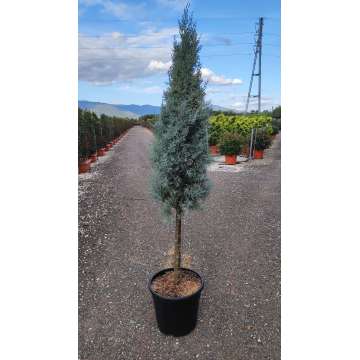 Cupressus arizona Cone