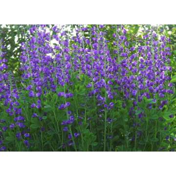 Baptisia australis'Caspian Blue'