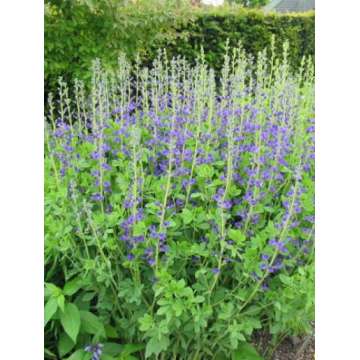 Baptisia australis