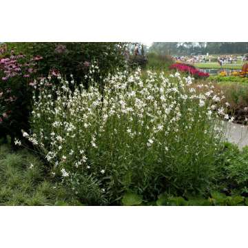 Gaura lindheimeri'Snowstorm'