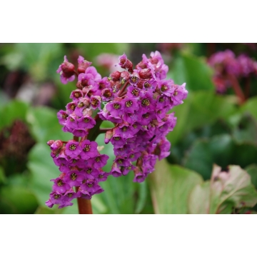 Bergenia cordifolia'Purpurea'