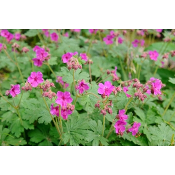 Geranium macrorrhizum'Czakor'