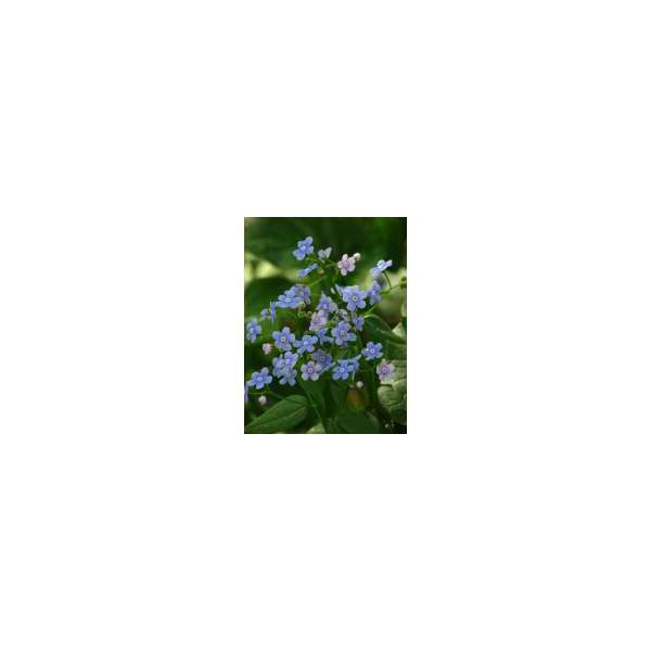 Brunnera sibirica