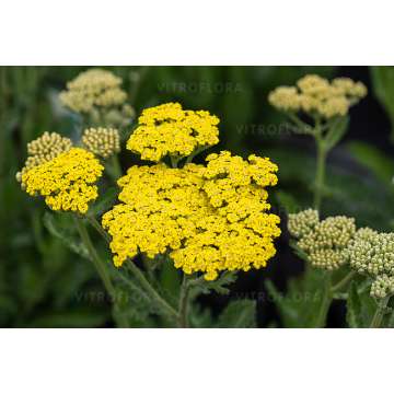 Achillea'sassy Summer Lemon'