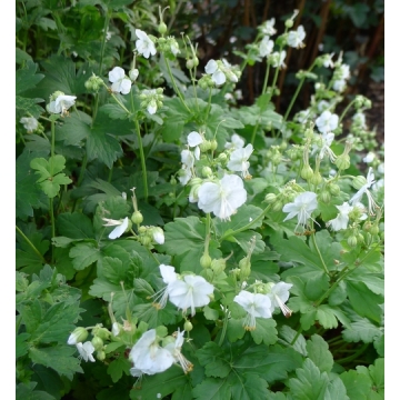 Geranium macrorrhizum'White Ness'