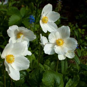 Anemone sylvestris