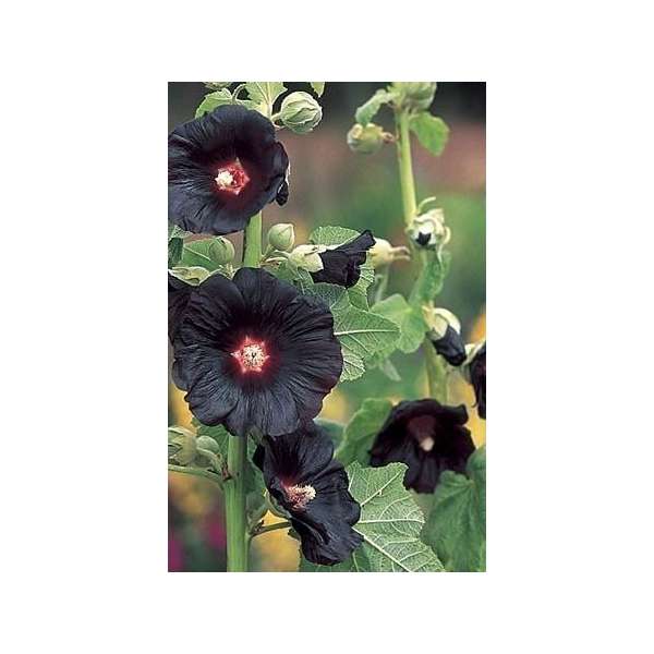 Alcea rosea'Black Night'