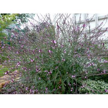 Verbena officinalis'Bampton'