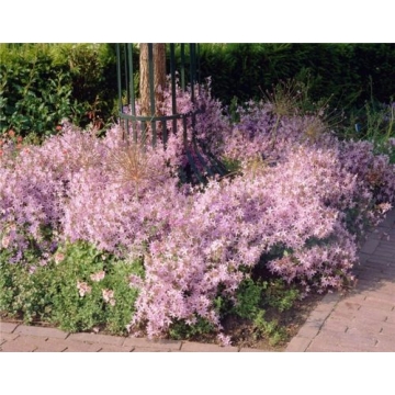 Campanula porscharskyana'Lisduggan Variety'