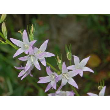 Campanula rapunculoides