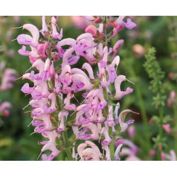 Salvia pratensis'Rose Rhapsody'