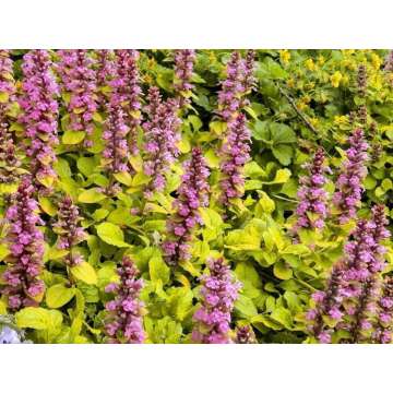 Ajuga reptans'Gold Chang'