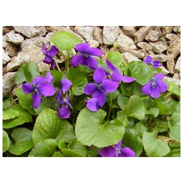 Viola odorata