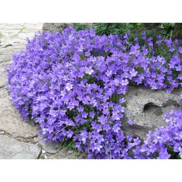 Campanula'Birch Hybrid'