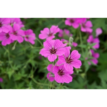 Geranium'Patricia'