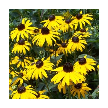 Rudbeckia fulgida'Early Bird'