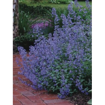 Nepeta racemosa'Blue Wonder'