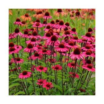 Echinacea purpurea'Sensation Pink'