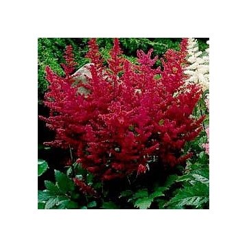 Astilbe arendsii'Etna'