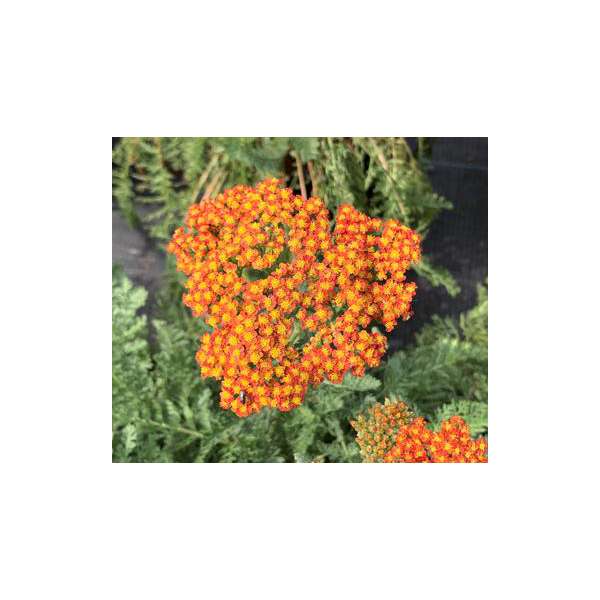 Achillea'Sassy Summer Sunset'