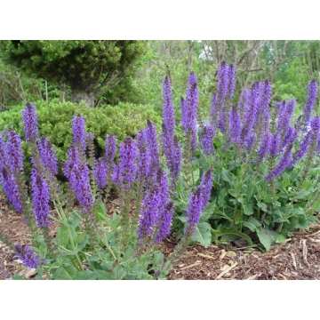 Salvia nemerosa'Marcus'