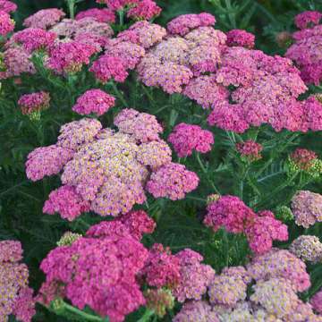 Achillea'Sassy Summer Taffy'