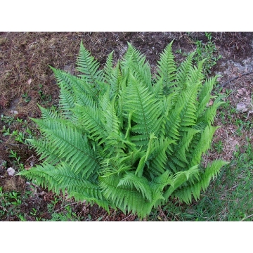 Dryopteris filix-mas