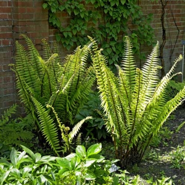 Dryopteris wallichiana