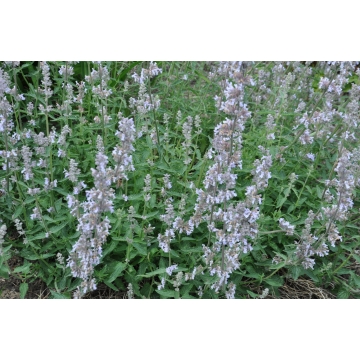 Nepeta faassenii'Gletschereis'