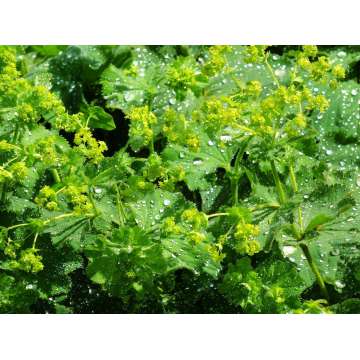 Alchemilla xanthochlora