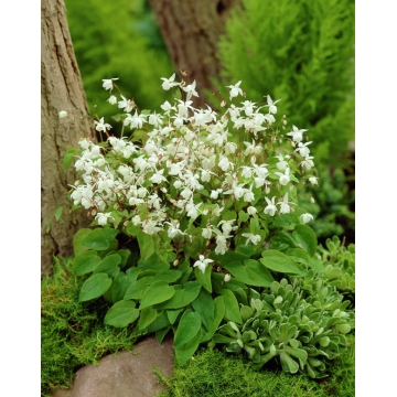 Epimedium youngianum'Niveum'