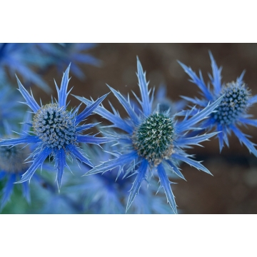 Eryngium zabelii'Big Blue'