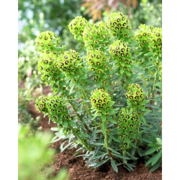 Euphorbia characias'Black Pearl'