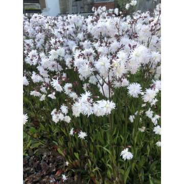 Lychnis flos-cuculi'Petit Henri'