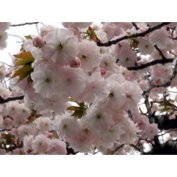 Prunus serrulata'Fugenzo'