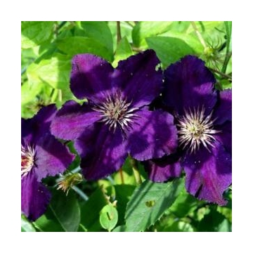 Clematis'Rasputin'