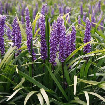 Liriope muscari'Moneymaker'